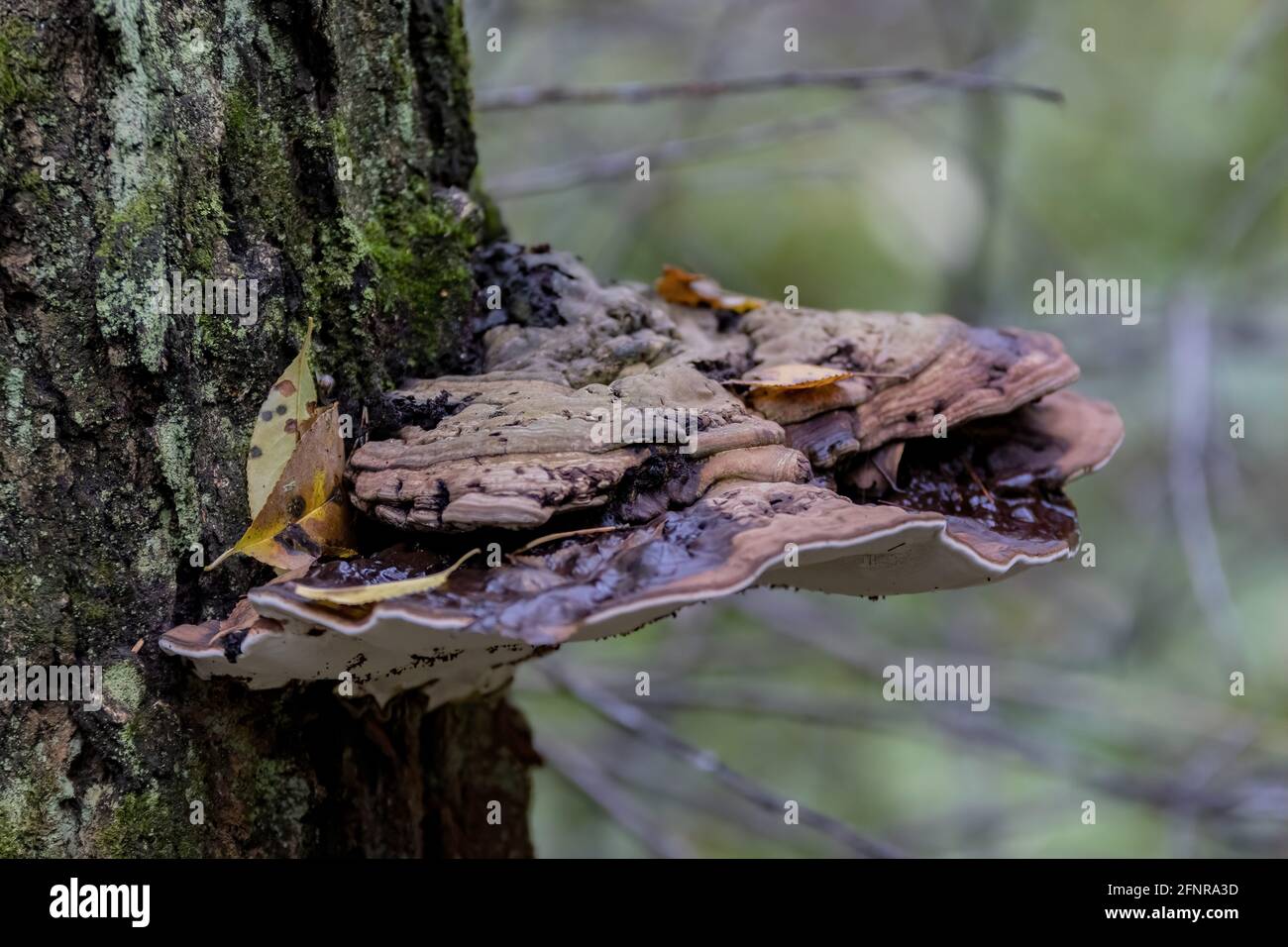Closeup shot of hoof fungus grows on a tree trunk Stock Photo - Alamy