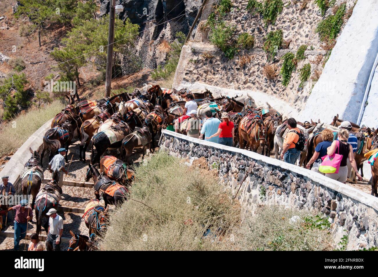 A large group of Transport Donkeys and tourists in a small street of Santorini island in Greece Stock Photo