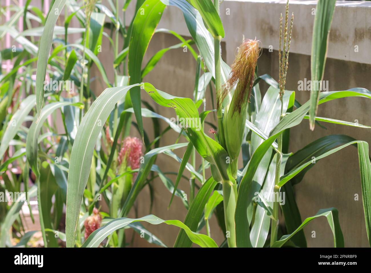 Corn plants were planted around the house in a small area to serve as food. Stock Photo