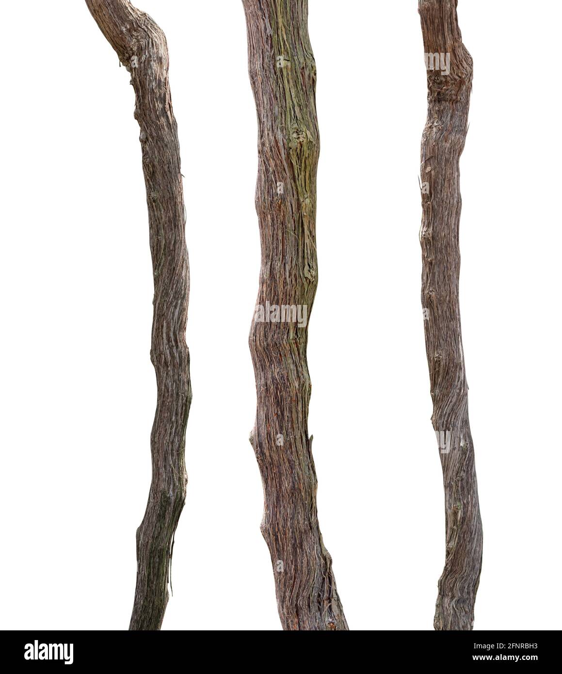 Branches of grape vine isolated on white background with clipping path ...