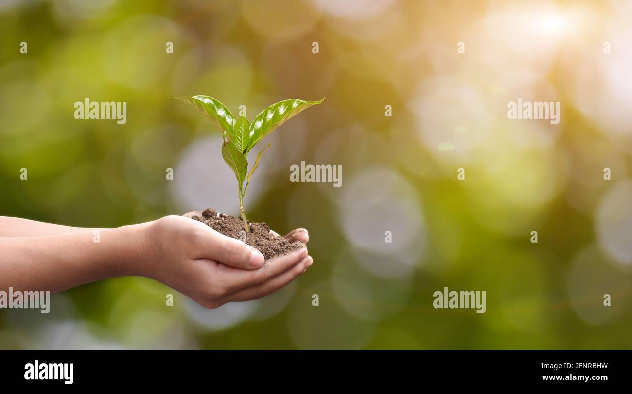 Hand holding young plant on green nature bokeh background. Eco earth ...