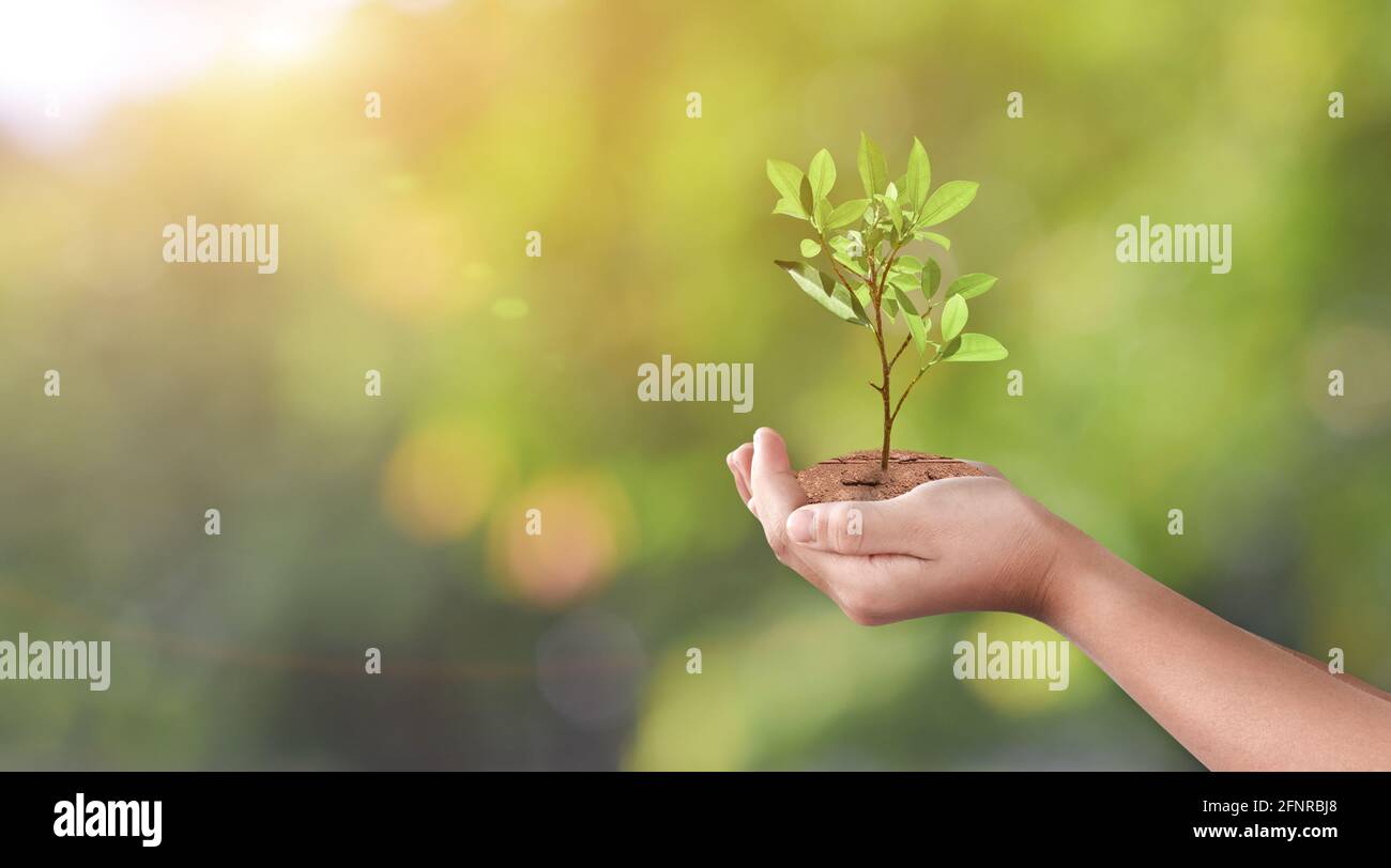 Hand holding young plant on green nature bokeh background. Eco earth ...