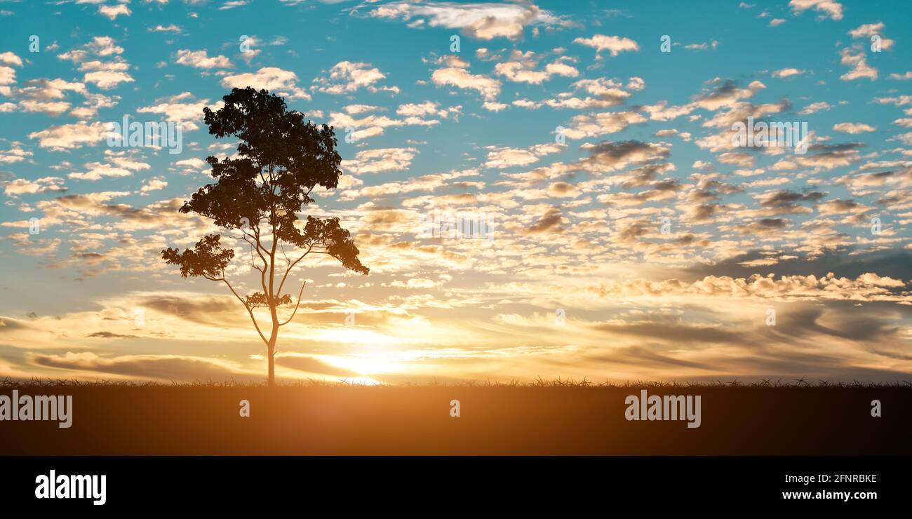 Oak tree sunset in countryside hi-res stock photography and images - Alamy