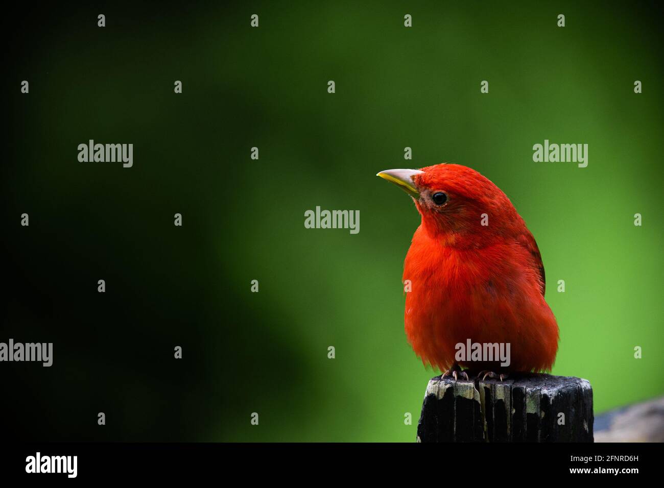 A curious and inquisitive male summer tanager looks at a dark open space at the left side of the image from his perch atop a wood post.  Southern IN. Stock Photo