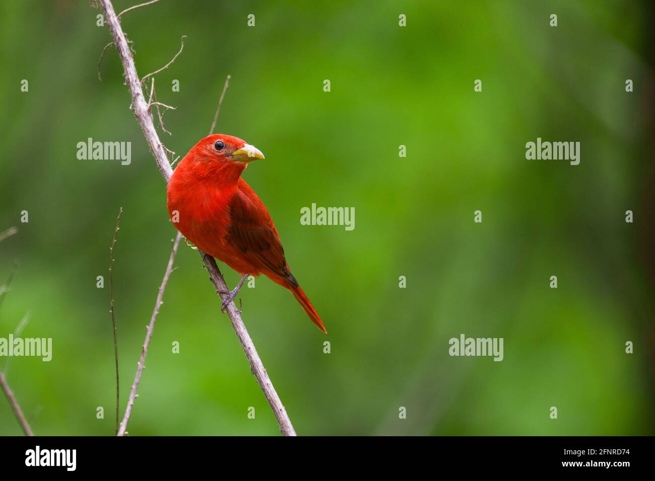 A male summer tanager perched on a dead branch looking right towards a large open space on the right side of the frame.  The background is green. Stock Photo