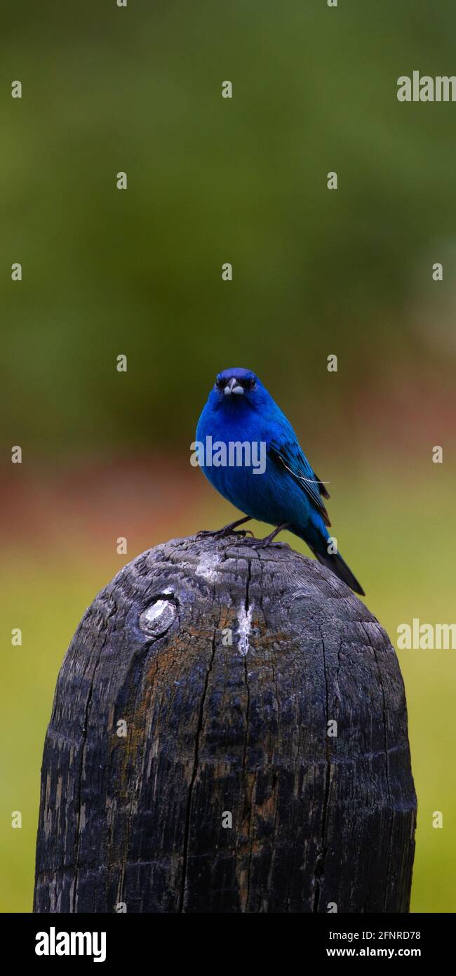 A vertical panorama format image of a male indigo bunting sitting on a wooden post while looking at the camera on a dark overcast day. Southern IN. Stock Photo
