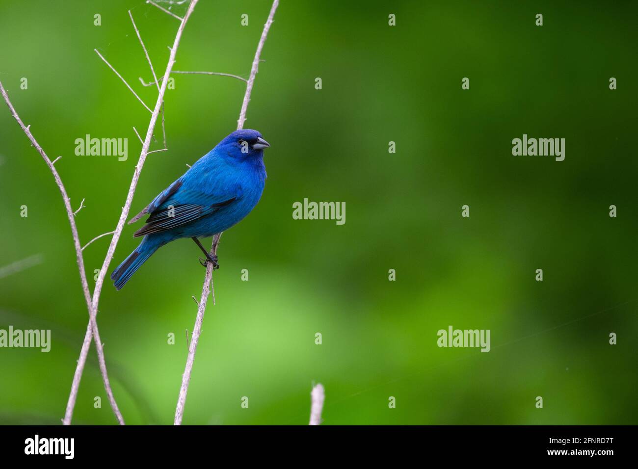 A male indigo bunting looking right across the frame on an overcast spring morning near Brownstown, Indiana. Stock Photo
