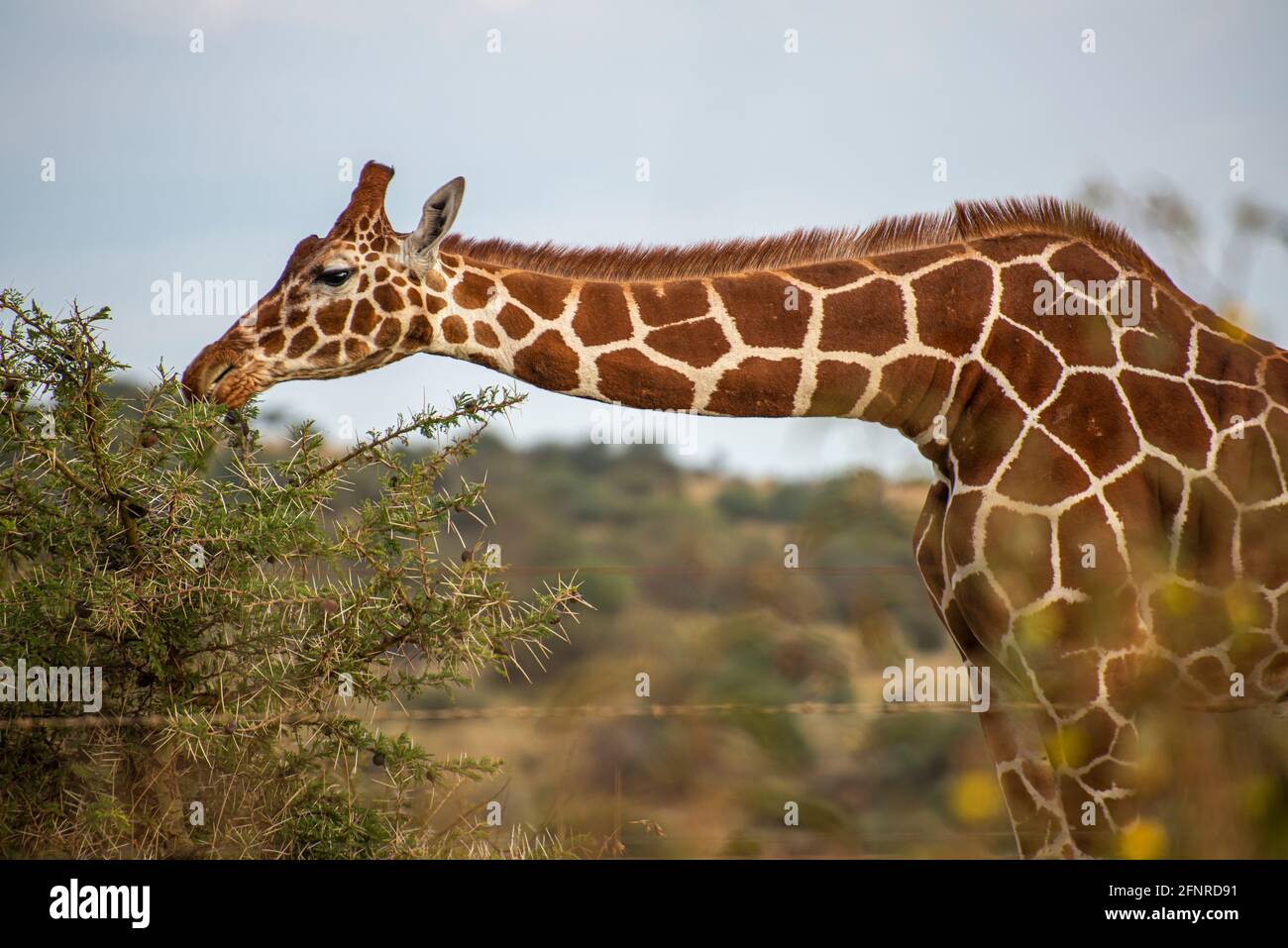 giraffe eating leaves from an acacia tree Stock Photo