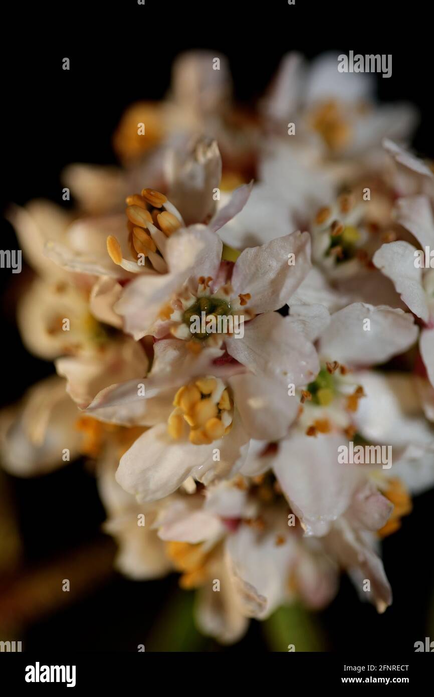 White flower blossom close up botanical modern black background Choisya ternata Kunth family Rutaceae high quality big size prints wall posters Stock Photo