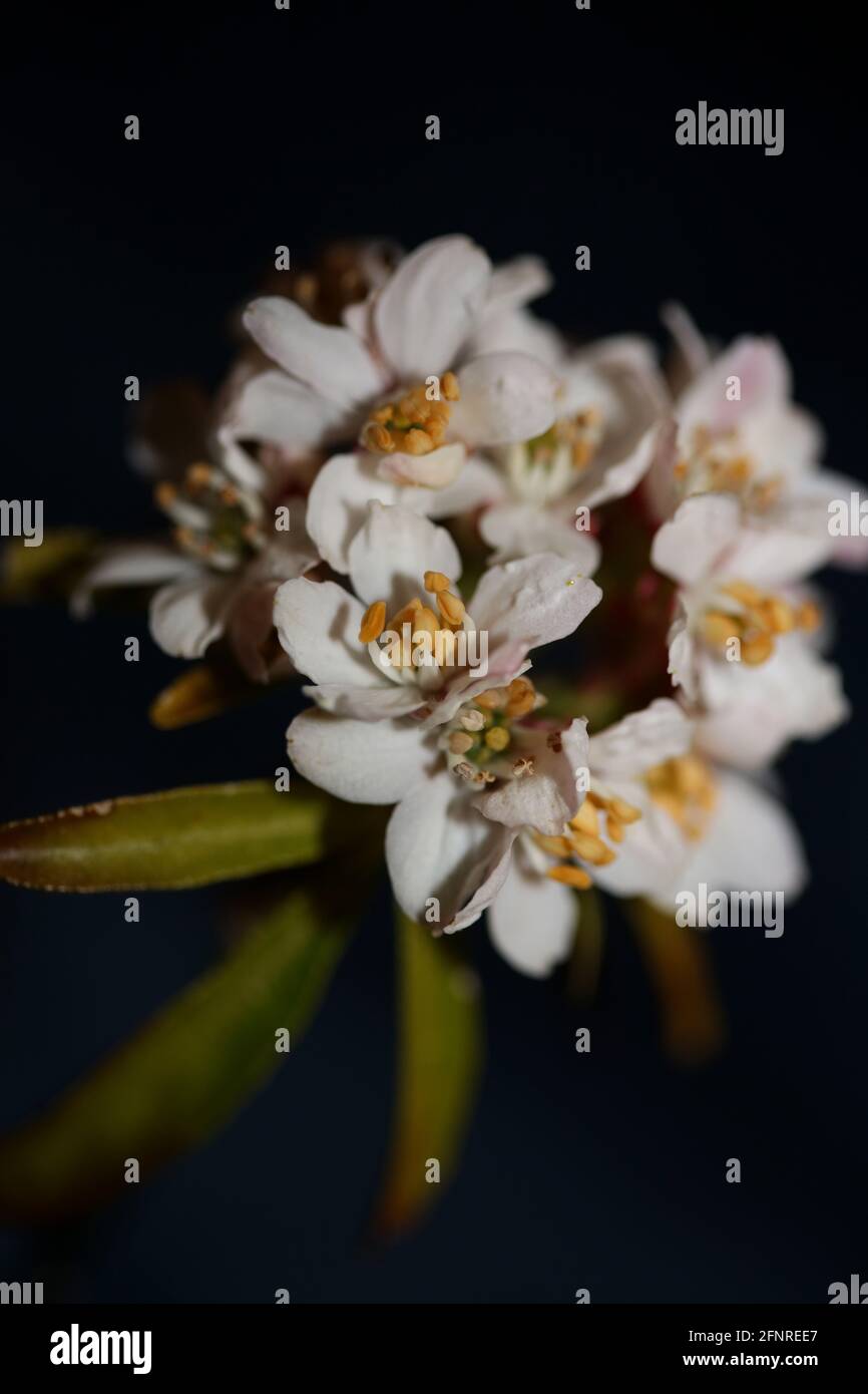 White flower blossom close up botanical modern black background Choisya ternata Kunth family Rutaceae high quality big size prints wall posters Stock Photo