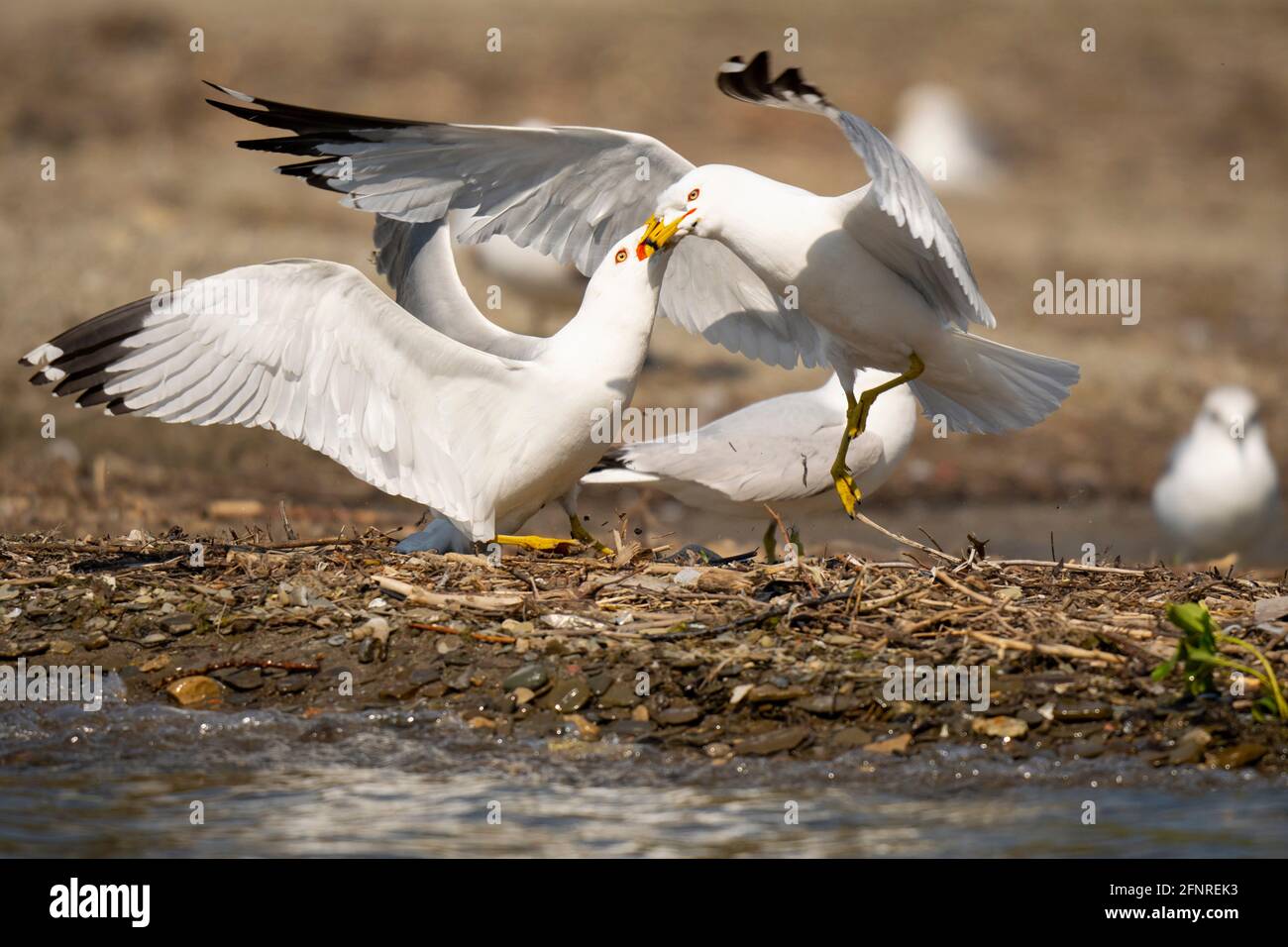 Ring-billed Gull, Pair of Seagulls, Gulls, Common Gull, (Larus delawarensis), Stock Photo