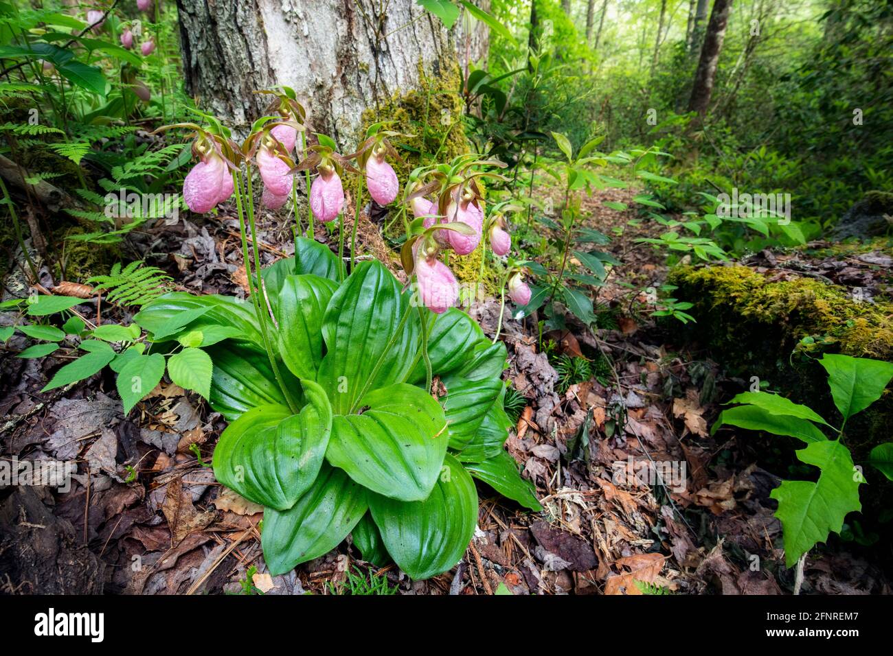 Pink Lady's Slipper Orchids (Cypripedium acaule) - Pisgah National Forest, Brevard, North Carolina, USA Stock Photo
