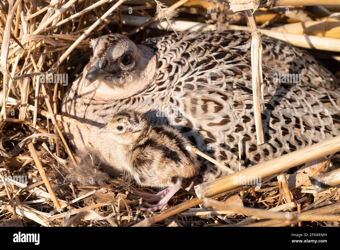 A hen pheasant with newly hatched chicks in South Dakota Stock Photo