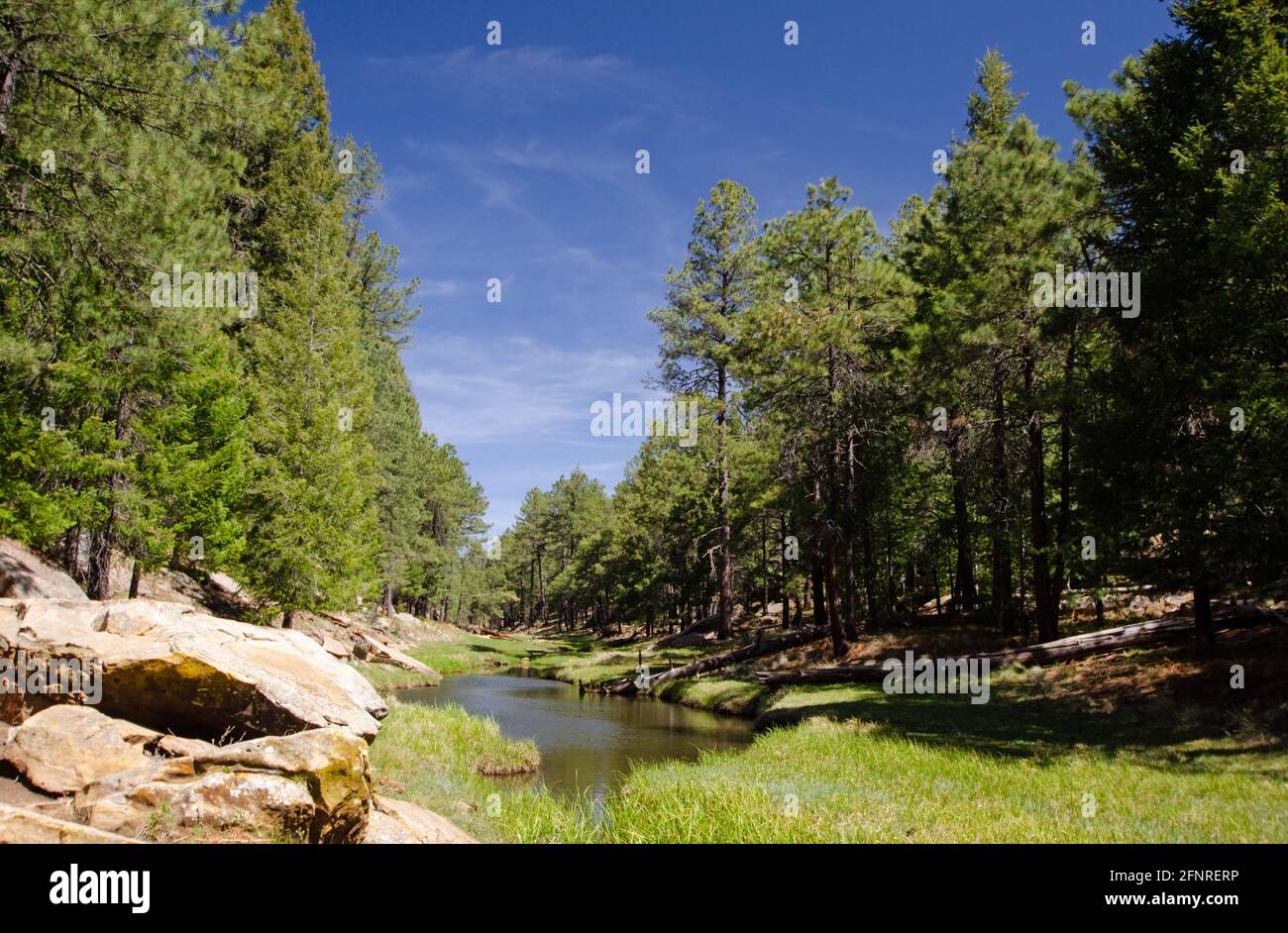 Stream pine trees hi-res stock photography and images - Alamy