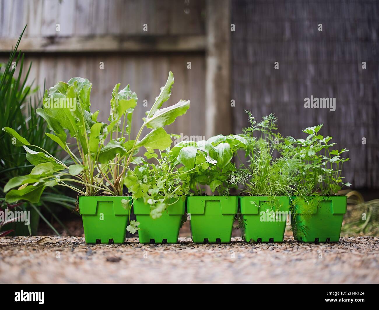 Variety of fresh green potted culinary herbs in green plastic pots ready to plant outdoors in a backyard garden Stock Photo
