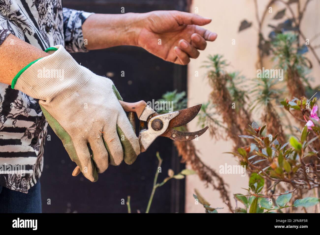 woman hands gardening and trimming plants with scissors Stock Photo