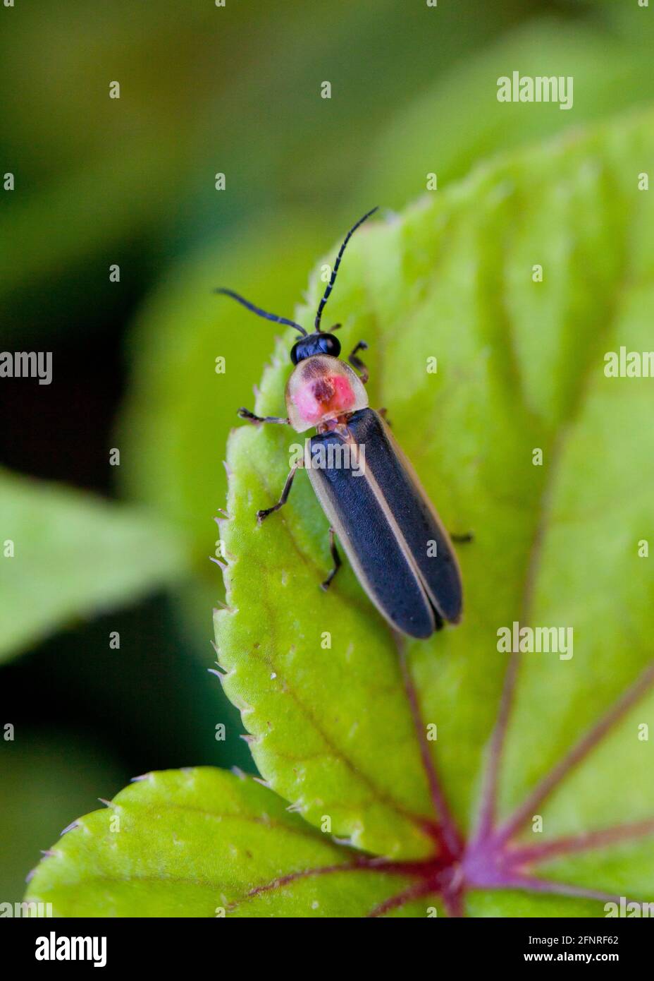 Firefly, aka lightning bug, (Photuris lucicrescens) resting on leaf