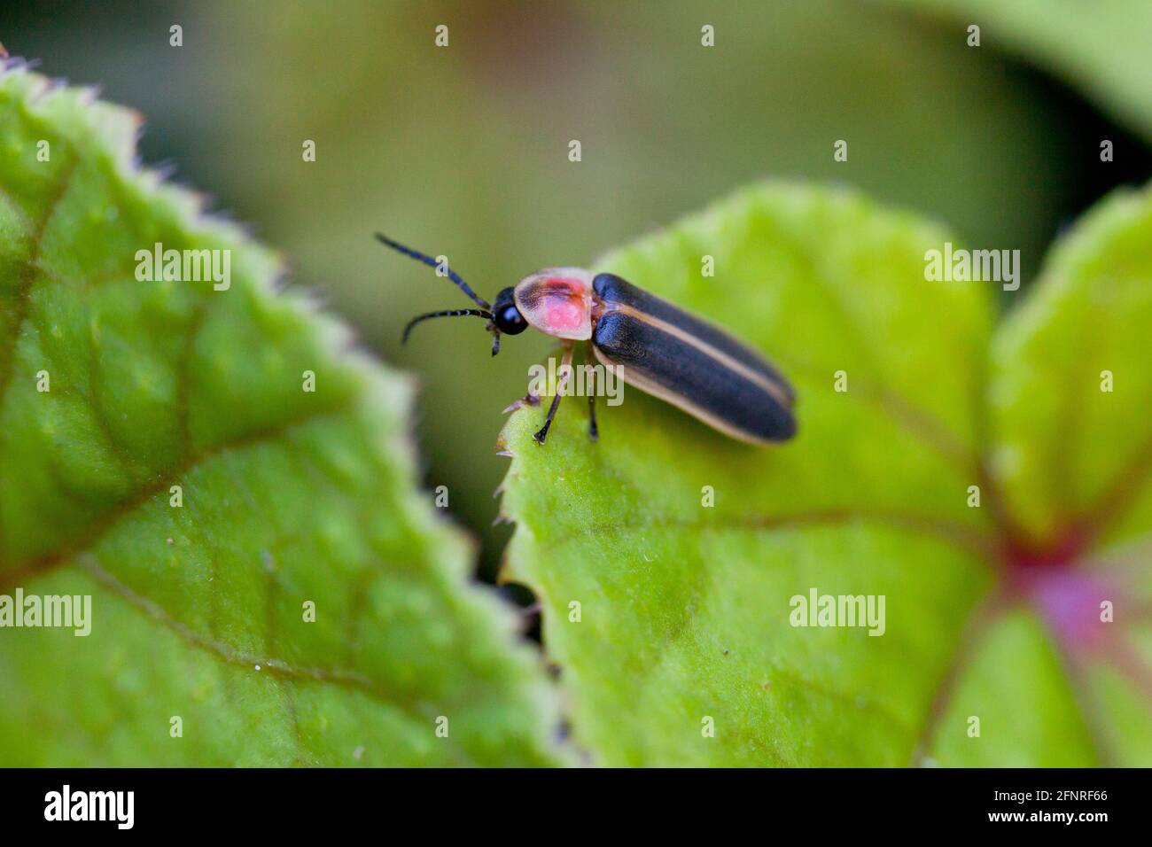 Firefly, aka lightning bug, (Photuris lucicrescens) resting on leaf