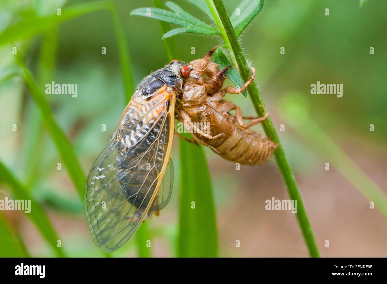 Tanning Brood X cicada, May 2021 - Virginia USA Stock Photo