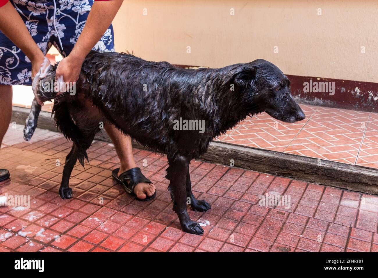 Black dog getting a bath with water and shampoo by his owner Stock Photo