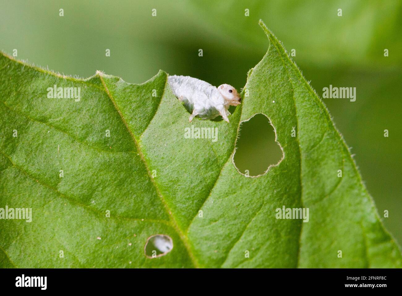 Sawfly larva eating leaves ( Tenthredinoidea ) - USA Stock Photo