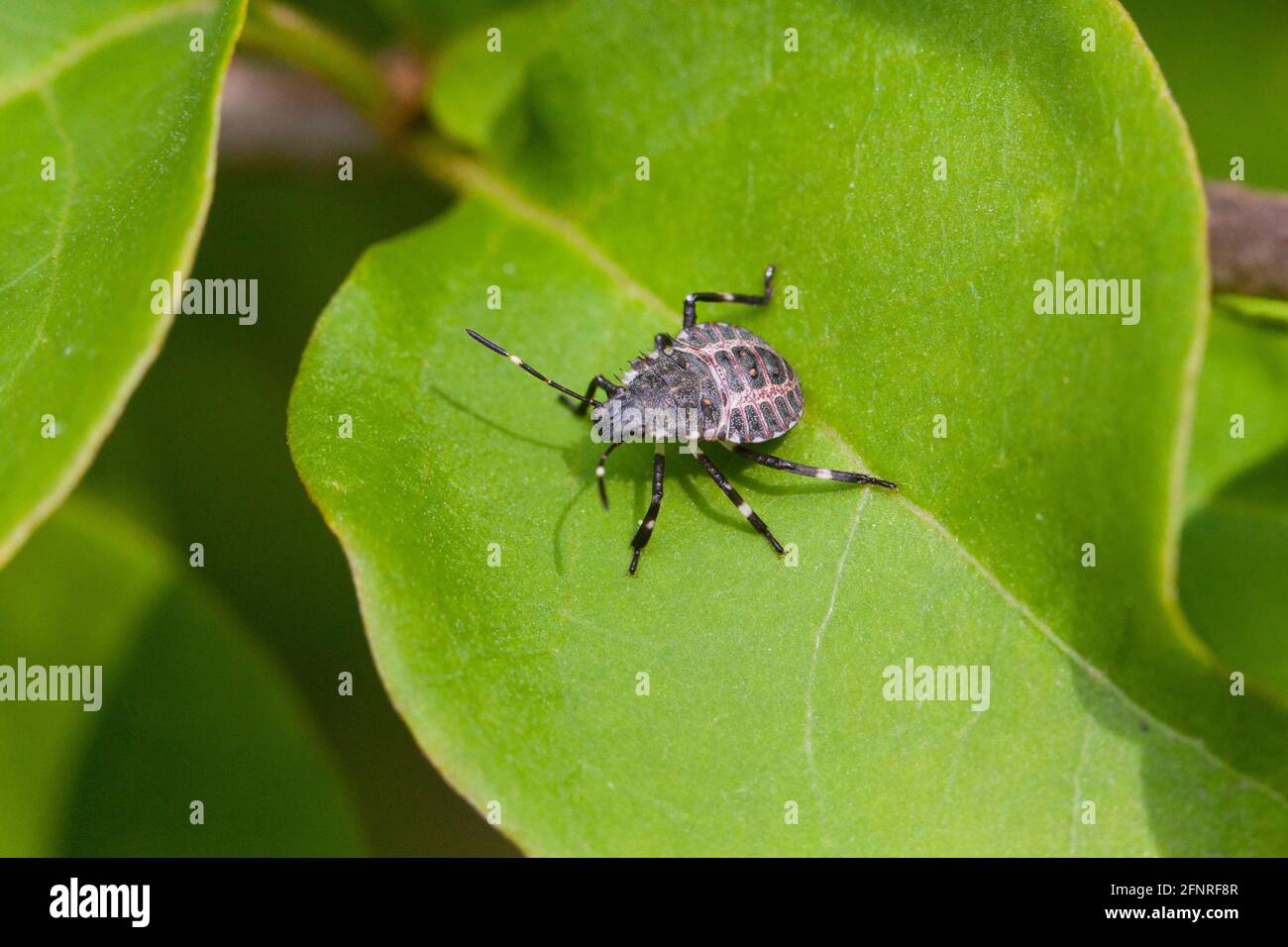 Immature Brown marmorated stink bug  (Halyomorpha halys) sitting on leaf - USA Stock Photo