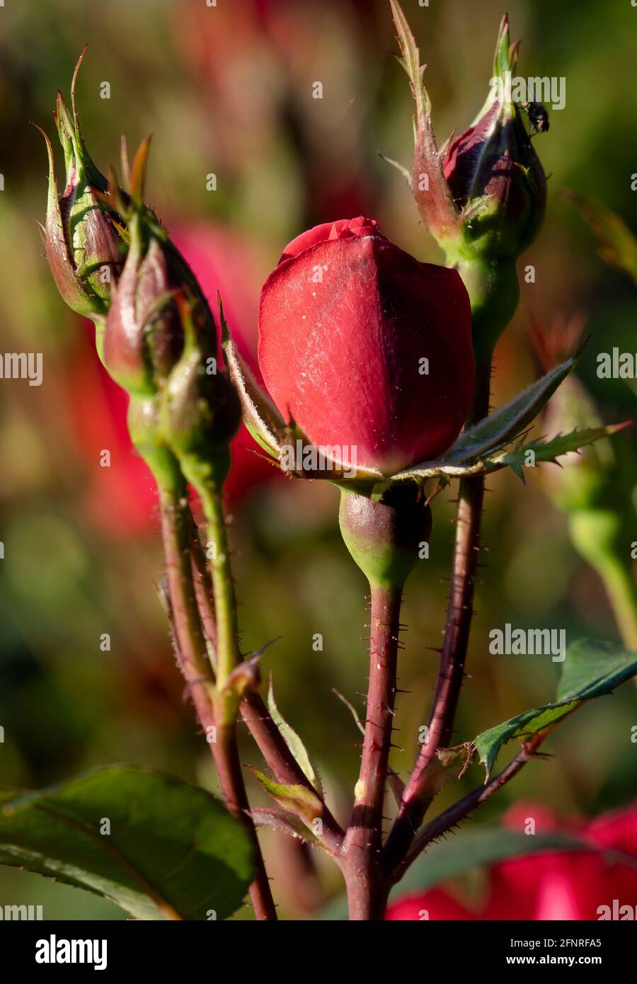 Best Buds Roses Rose buds about to bloom Stock Photo - Alamy