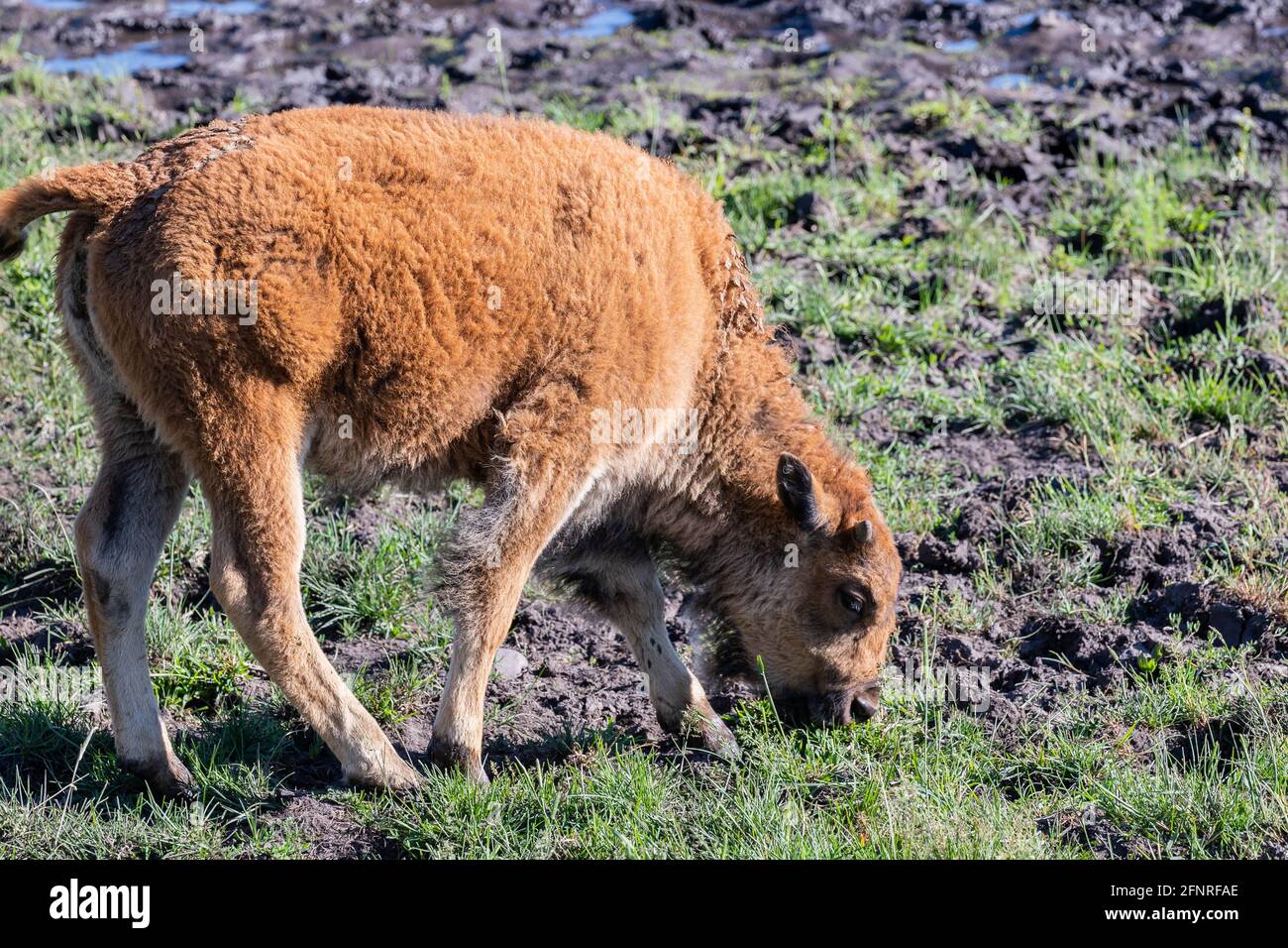 Red Dogs in the field of Yellowstone National Park, Wyoming Stock Photo