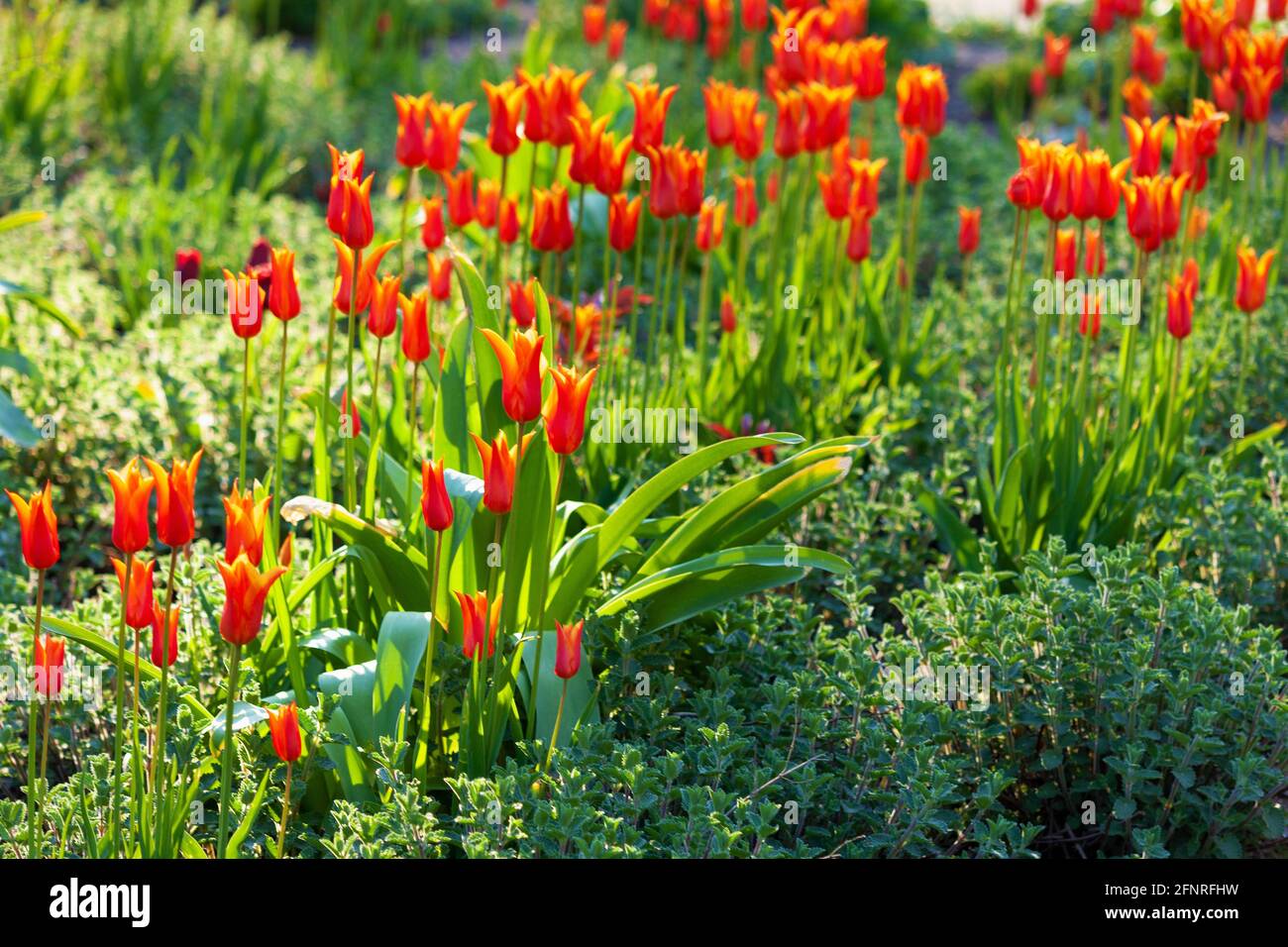 Beautiful flower bed with blooming red tulips on a sunny springtime day Stock Photo