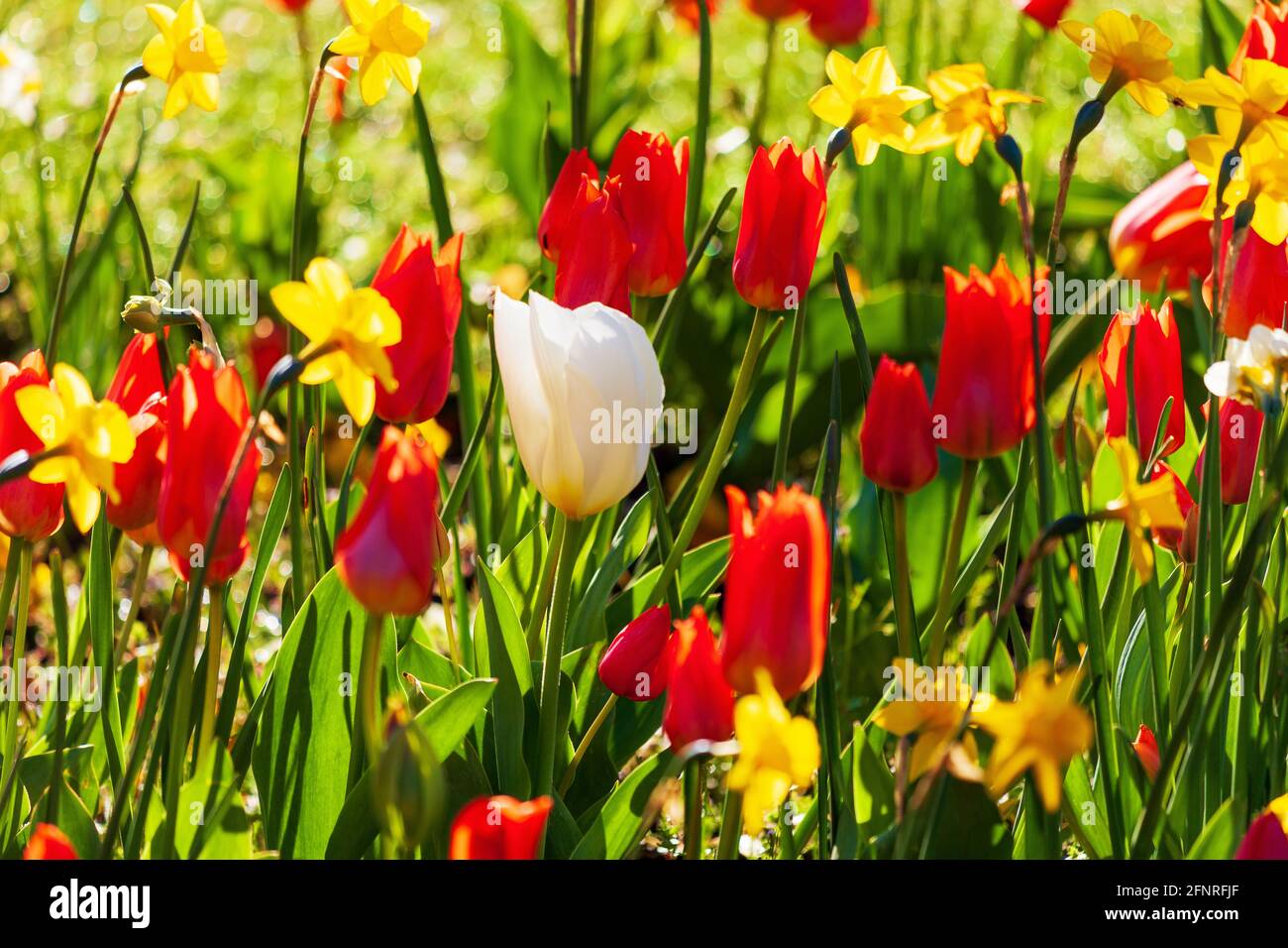 Beautiful blooming flower bed with red and white tulips and yellow daffodils on a sunny springtime day Stock Photo