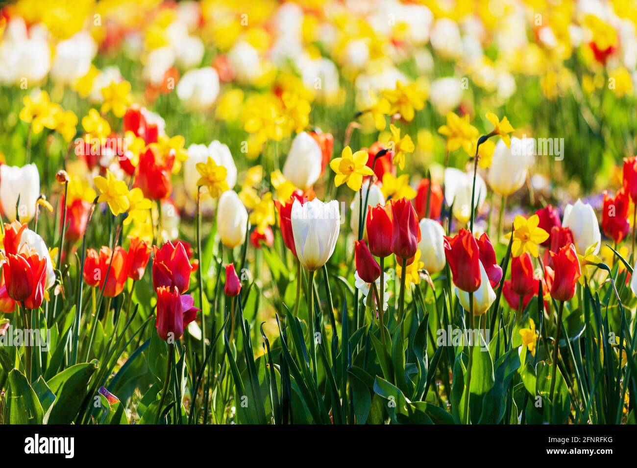 Beautiful colorful blooming flower bed with red and white tulips and ...