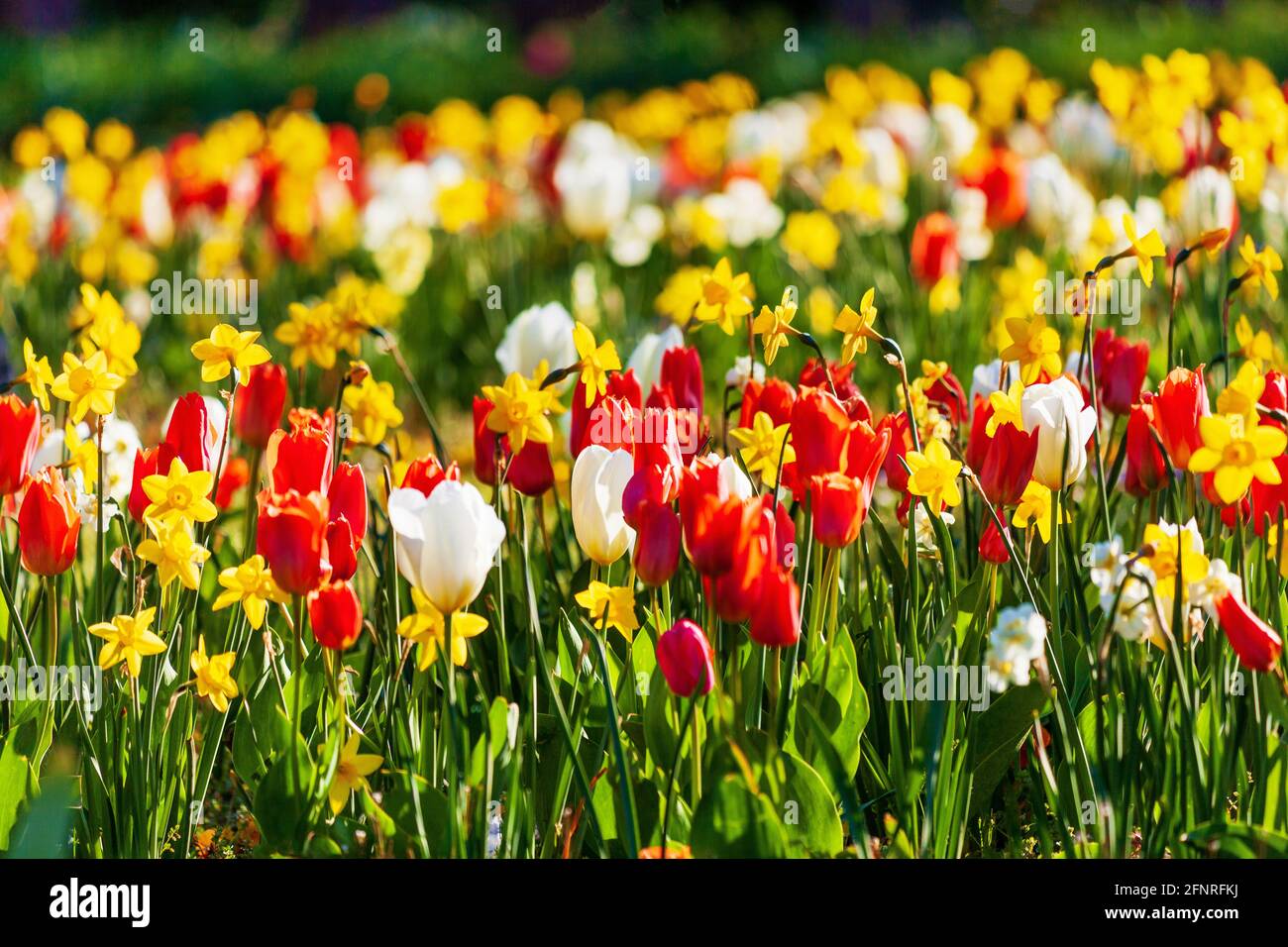 Beautiful blooming flower bed with red and white tulips and yellow ...
