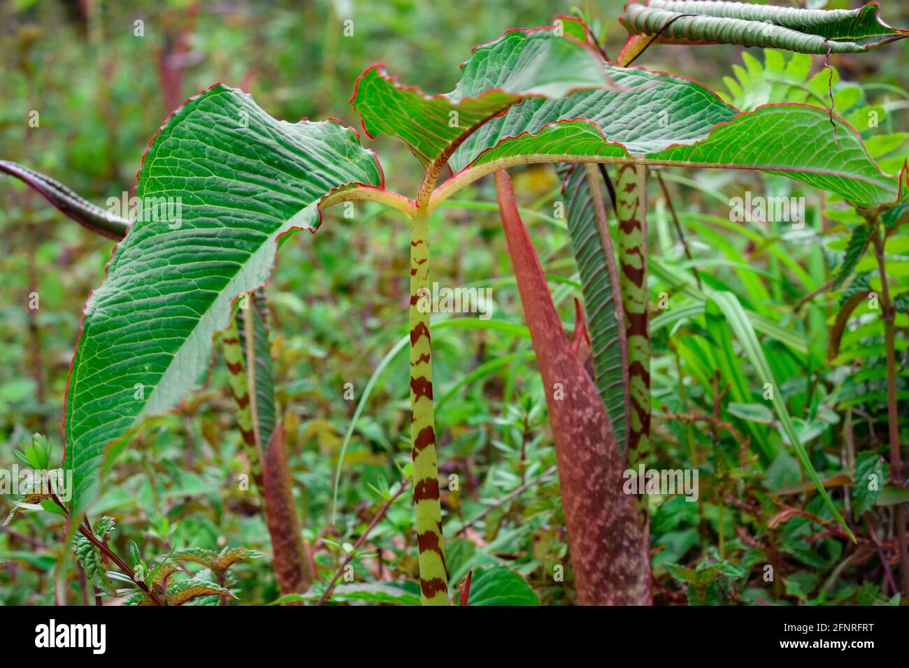 Arisaema speciosum 'Himalayan Giant' commonly known as Cobra lily, green folios with red spotted stalk. Stock Photo