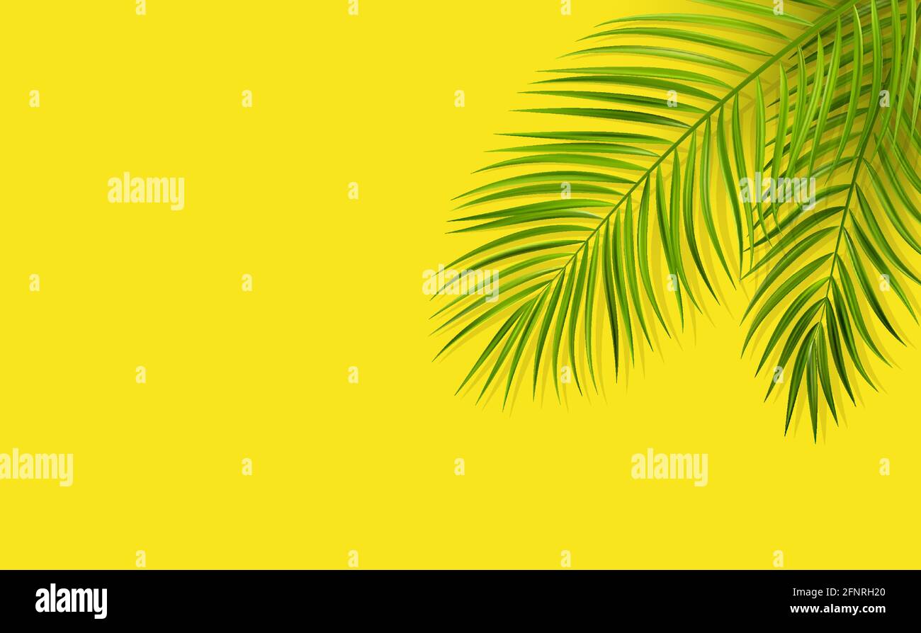 Green leaf of palm tree on yellow background Stock Vector Image & Art ...