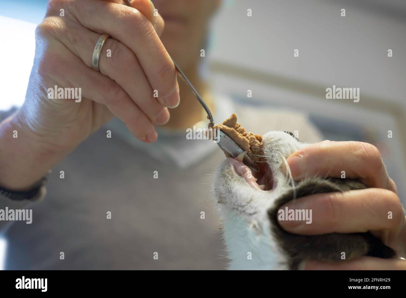 Forcefeeding of a cat by a veterinary nurse with a spoon. The cat did not want to eat itself