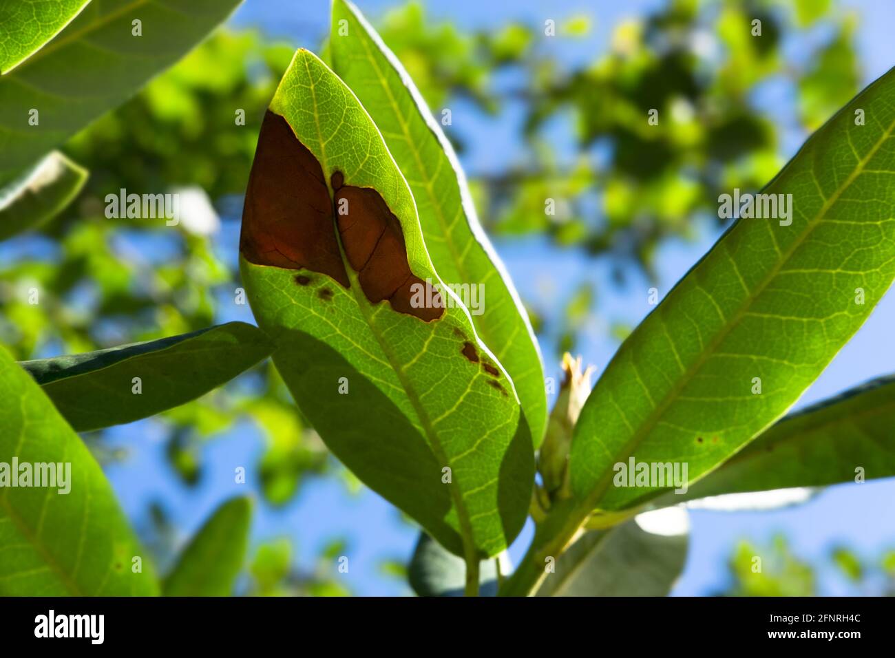 Leaves of rhododendron with brown spots caused by fungal diseases Stock Photo