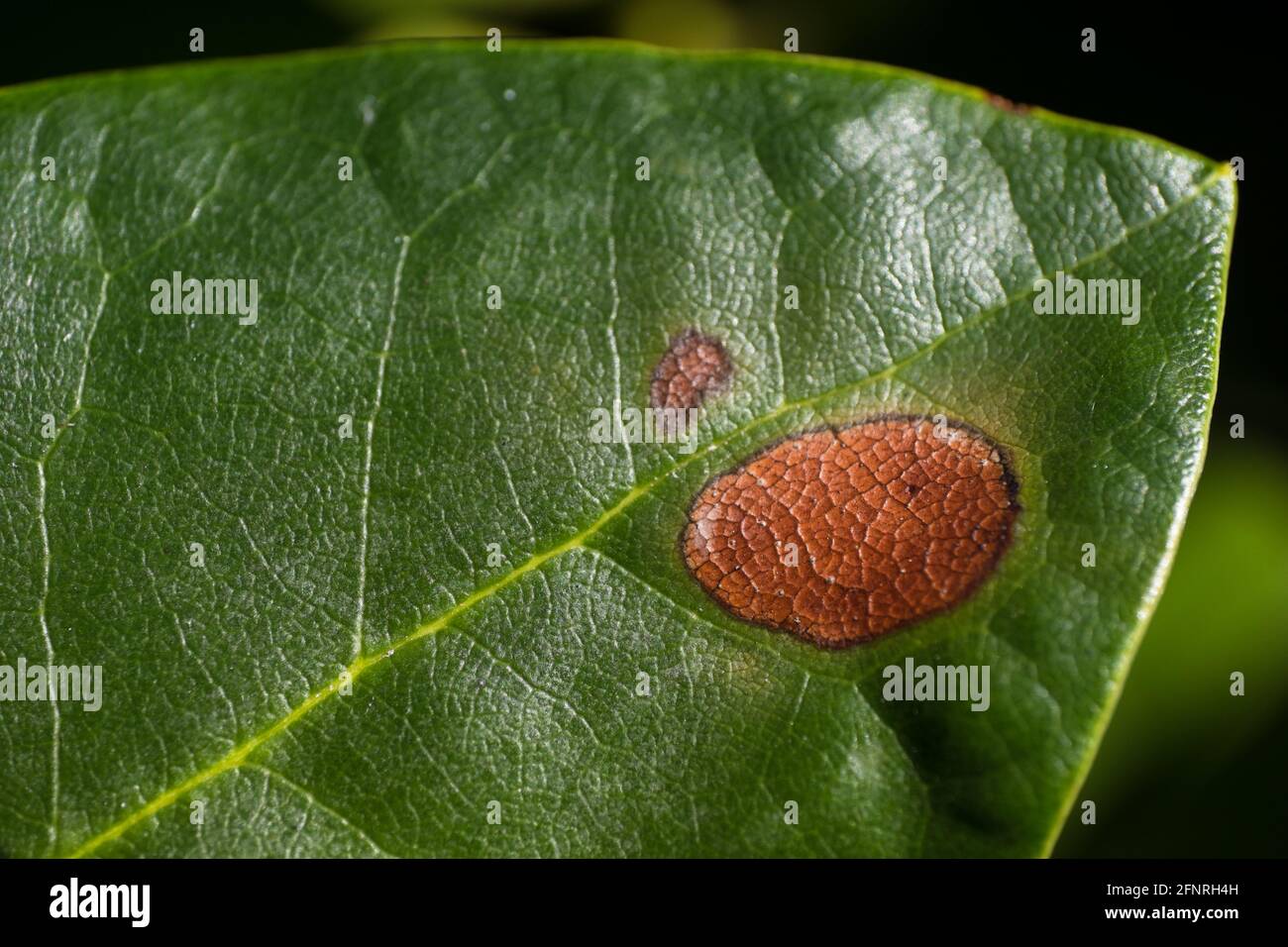 Close-up of a leaf of rhododendron with brown spots caused by fungal diseases Stock Photo