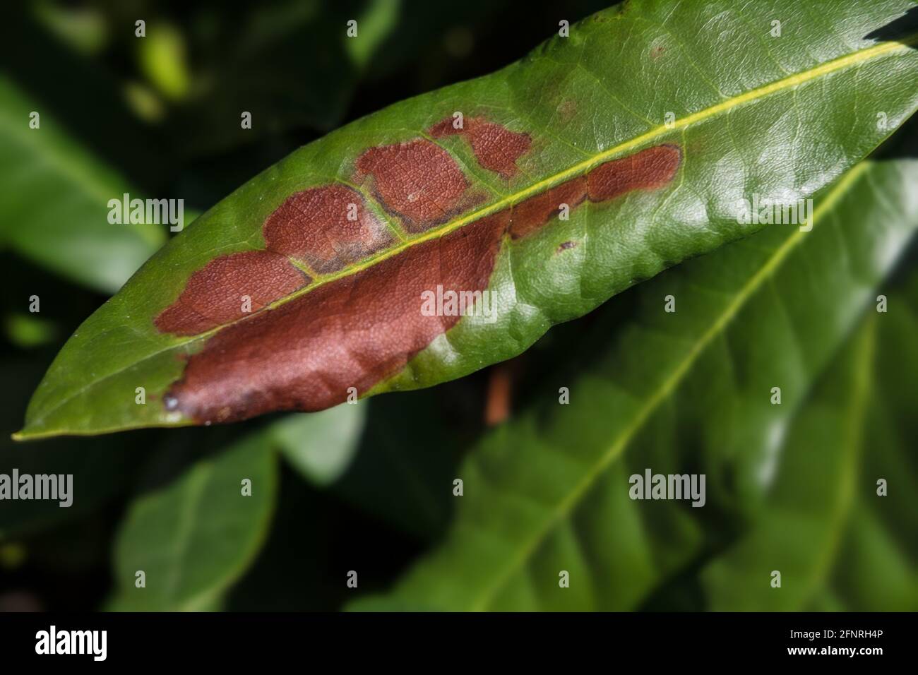 Close-up of a leaf of rhododendron with brown spots caused by fungal diseases Stock Photo