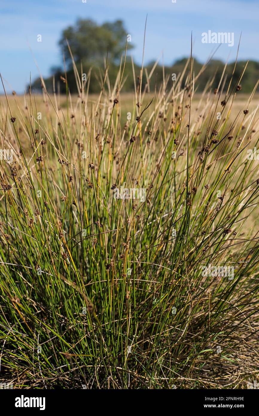 Molinia caerulea or moor-grass is a herbaceous perennial bunchgrass with many closely packed stems in Dwingeloo in the Netherlands. Vertical photo Stock Photo