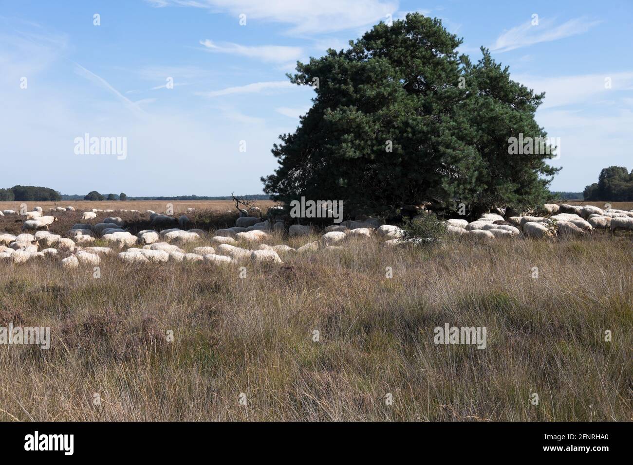 A herd of sheep in a natural heather landscape with trees and Molinia caerulea or moor-grass, near Dwingeloo in the Netherlands Stock Photo