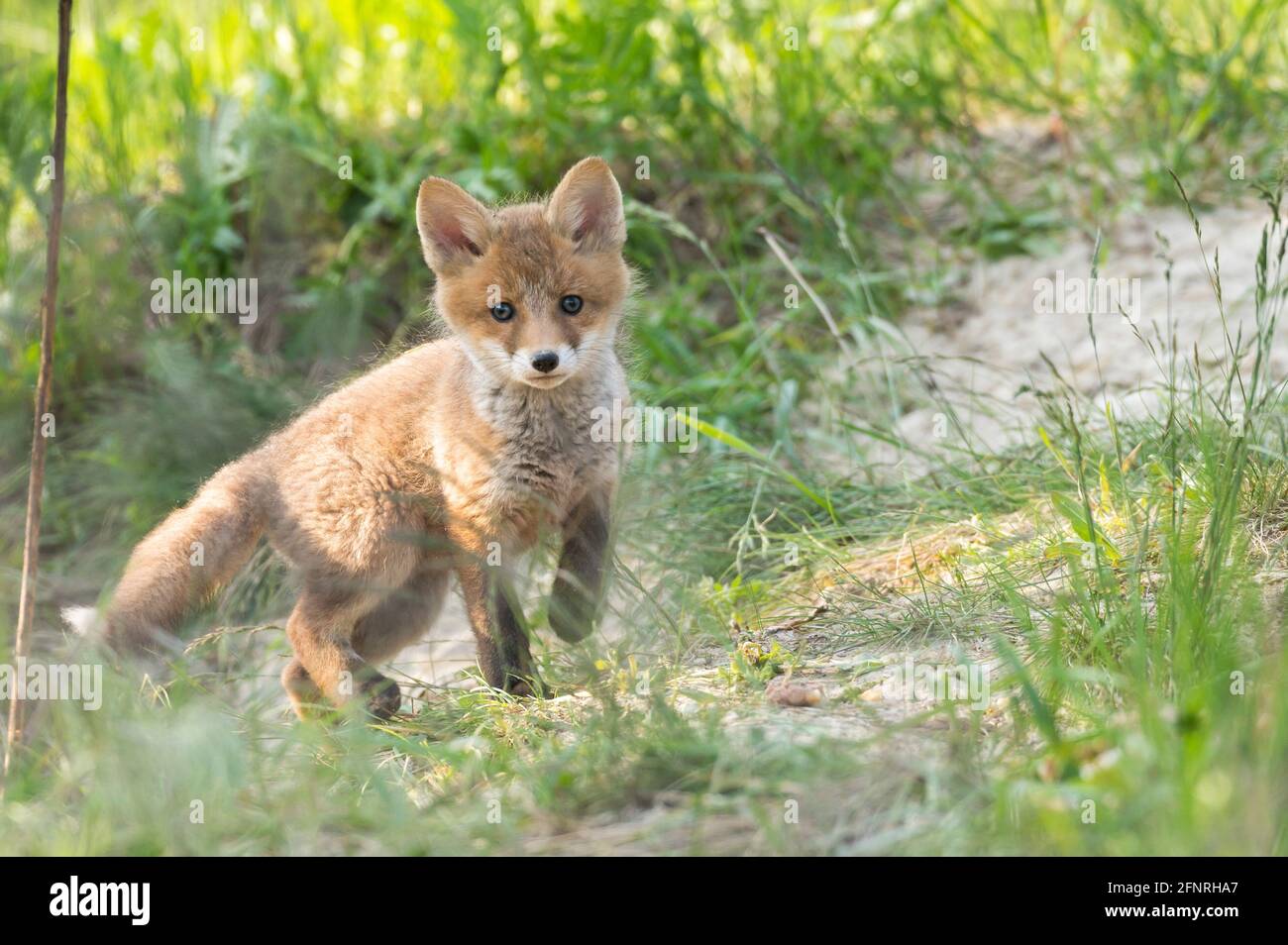 Fox cub comes out of the fox hole and observes the surroundings Stock ...