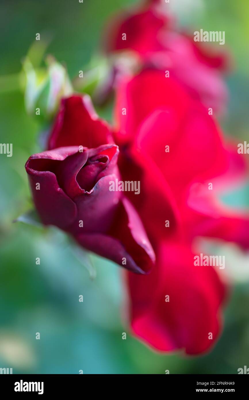 Red rose buds budding in the garden over natural green background with ...