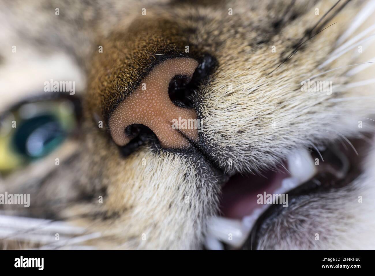 Cat nose closeup with open mouth and blurred blue eye. Focus on the