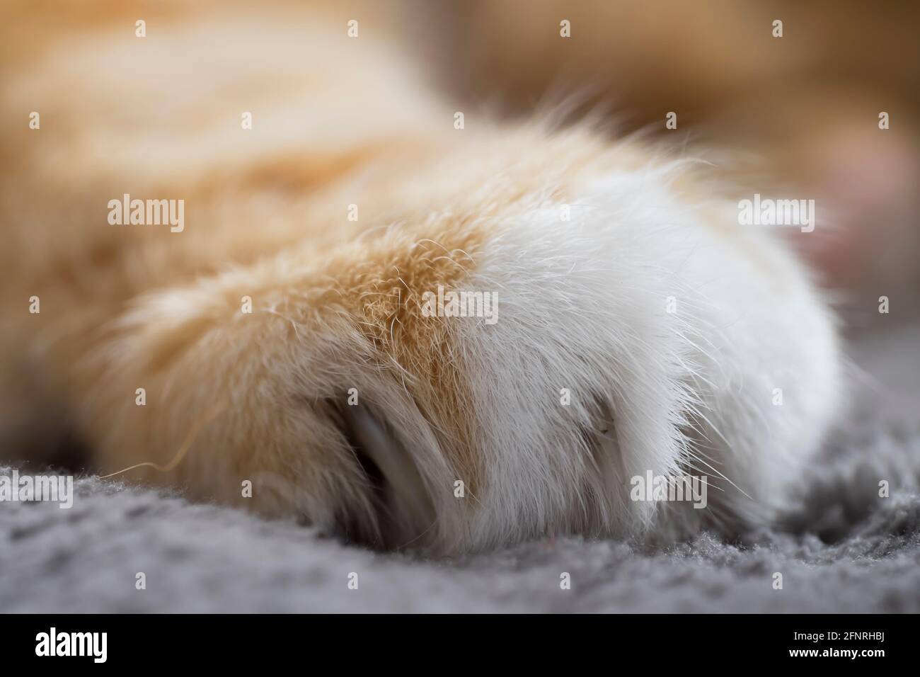 Cat paws feet paw hires stock photography and images Alamy