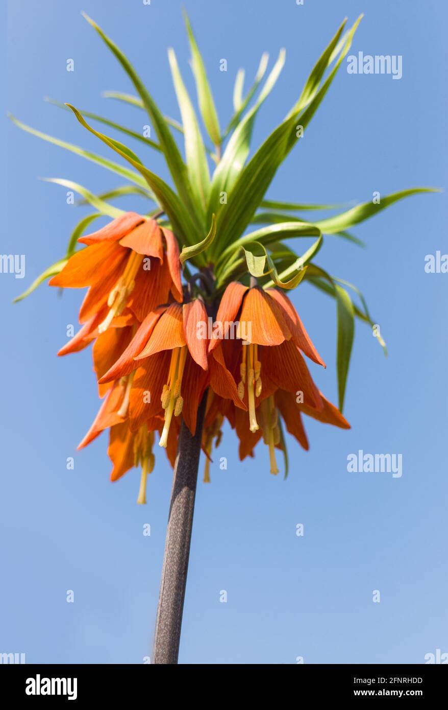 Flower of the Fritillaria Imperialis or crown imperial, imperial fritillary or Kaiser's crown against a blue sky Stock Photo