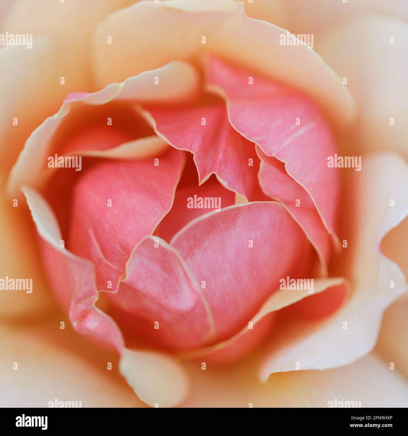 'About Face' Rose Flower in Bloom. Municipal Rose Garden, San Jose, California, USA. Stock Photo