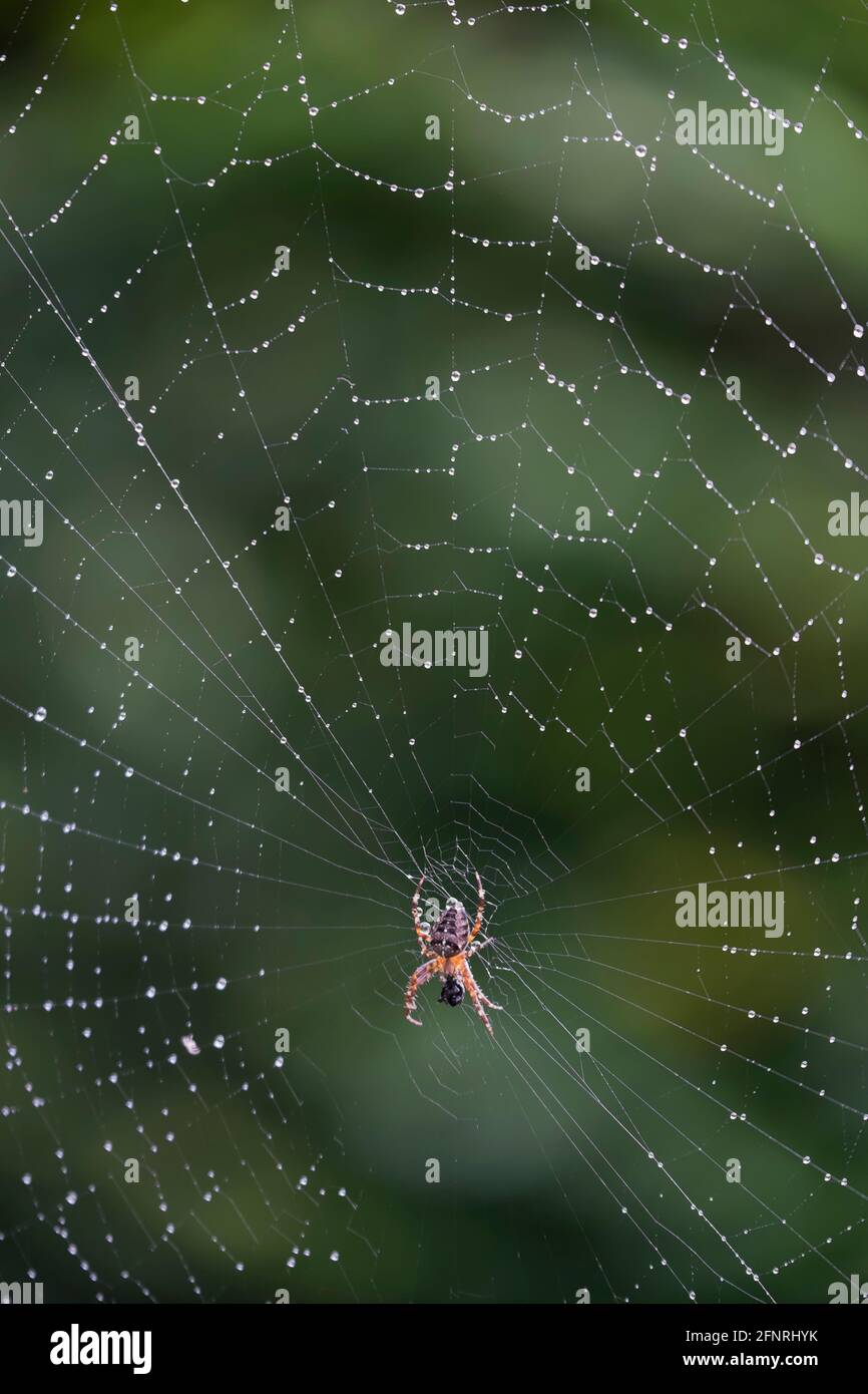Spider on a spider web with a green background. Stock Photo