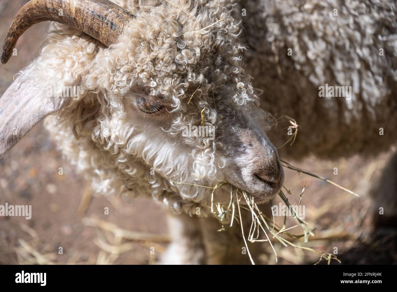 Close-up of a sheep eating hay at the Smith Family Farm, located on the grounds of the Atlanta History Center in Buckhead, Atlanta, Georgia. (USA) Stock Photo