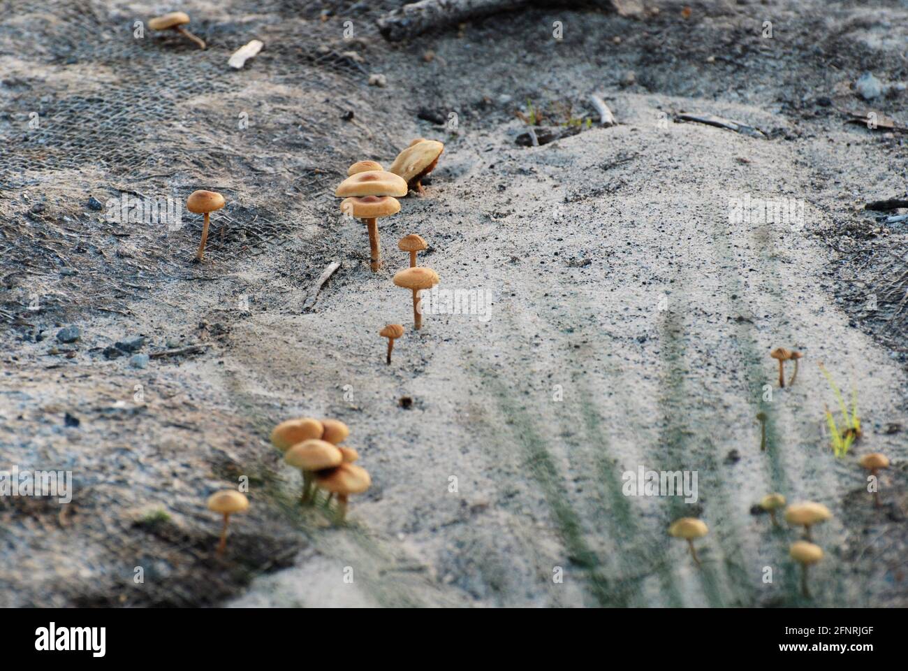 Small fungi mushrooms growing in the dirt in NSW, Australia Stock Photo