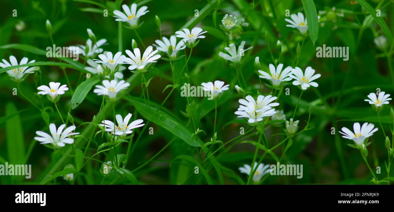 Stellaria media, panorama of forest flowers, white stars bloom in the wild Stock Photo
